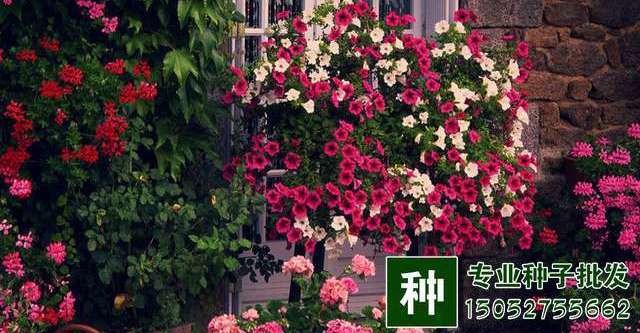 如何使花卉植株小型化、紧凑化？