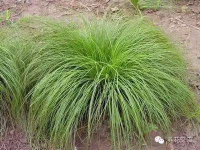 黄金苔草