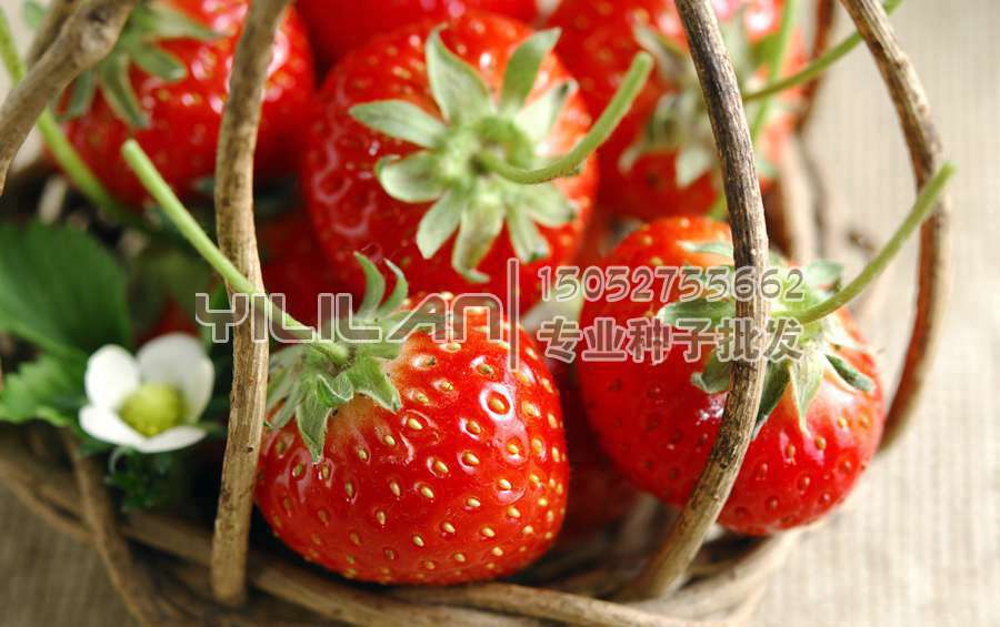 草莓种子