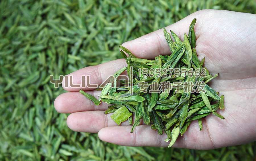 茶叶树种子