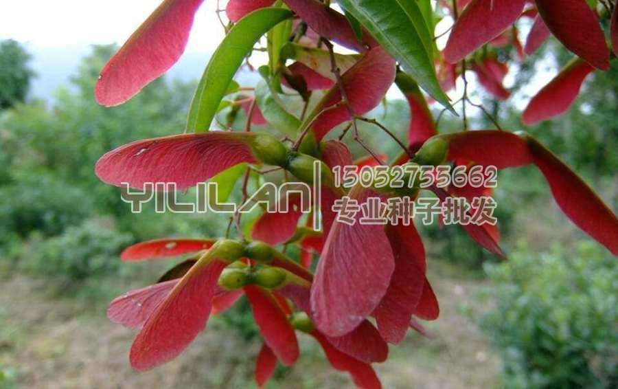 红翅槭种子
