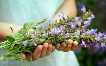 蓝花鼠尾草种子