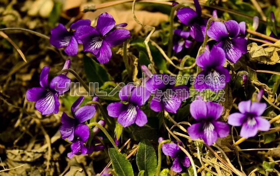 紫花地丁种子
