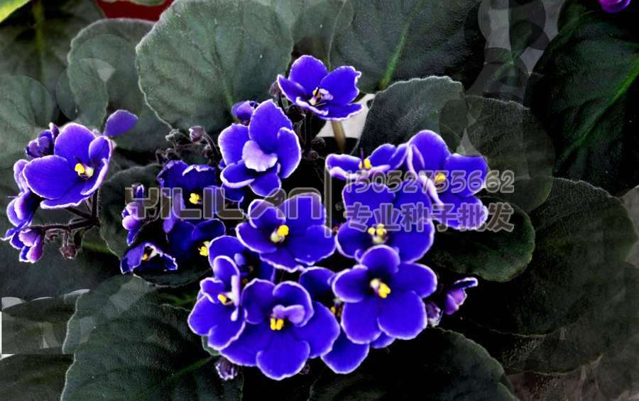 紫罗兰种子