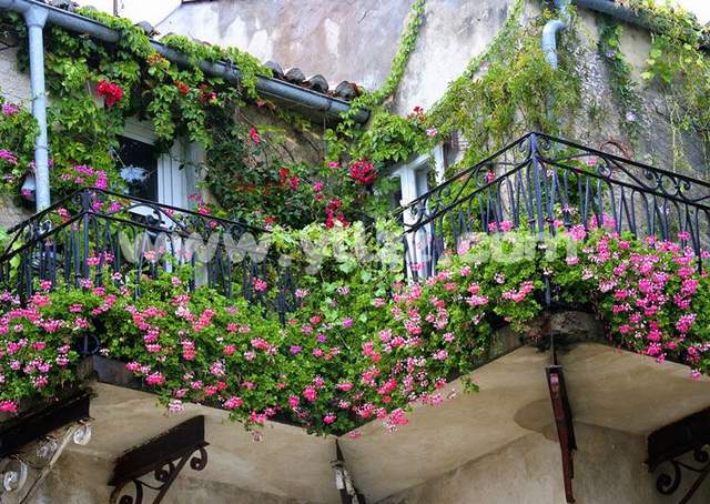 家庭阳台窗台如何使用花卉装饰美化？