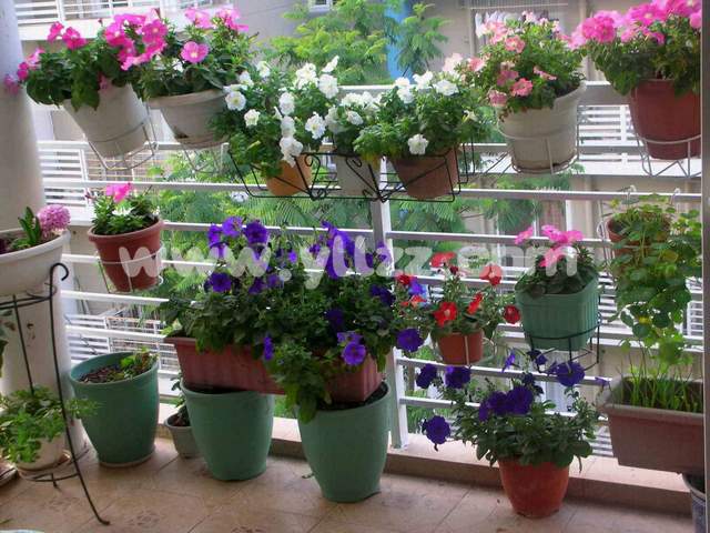 不同阳台如何选择装饰花卉？